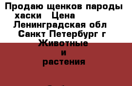 Продаю щенков пароды хаски › Цена ­ 25 000 - Ленинградская обл., Санкт-Петербург г. Животные и растения » Собаки   